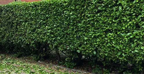 Hedge Cutting Services